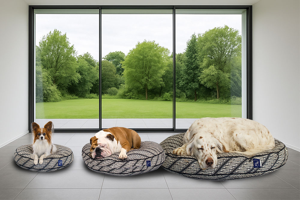 3 diiferent dog breeds, sizes and round dog beds in livingroom with ceiling to floor glass window- grey tile floor