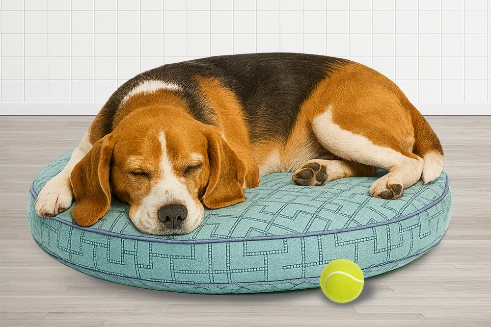 Beagle sleeping on a light teal round dog bed with a geometric print