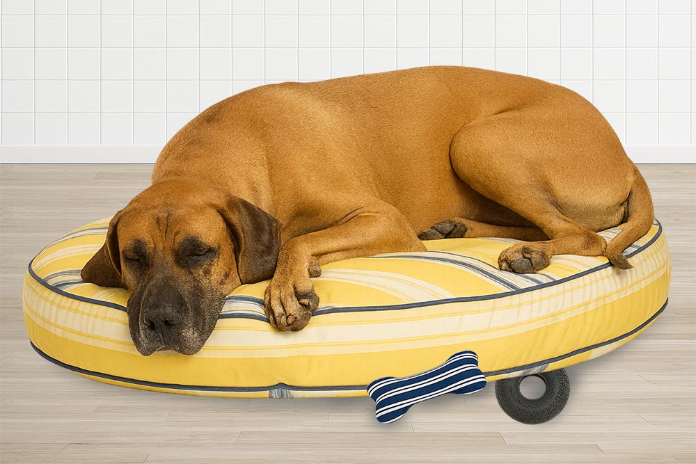Great Dane resting on a yellow round dog bed with dog toys