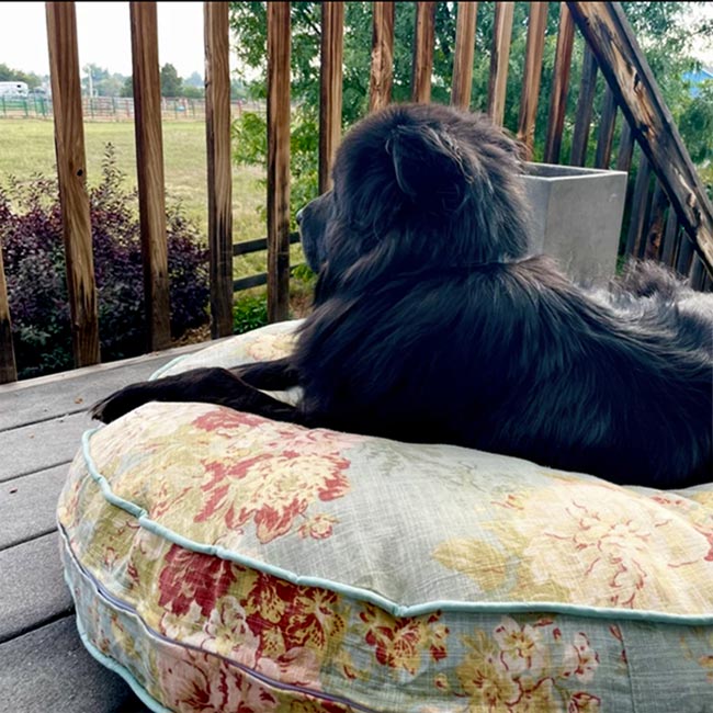 Florence Round Dog Bed