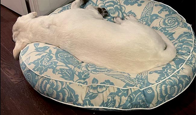 Birds Eye View Blue Round Dog Bed
